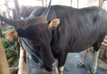 Presiden Siapkan Satu Sapi Perayaan Idul Adha bagi Umat Muslim di Sangihe