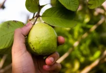 Manfaat Daun Jambu Biji untuk Pencernaan