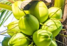 Manfaat Buah Kelapa Hijau untuk Kesehatan Tubuh