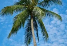 Manfaat Batang Pohon Kelapa bagi Kehidupan