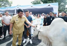Pemprov Sulut Salurkan 46 Hewan Kurban Sambut Idul Adha 1447 H