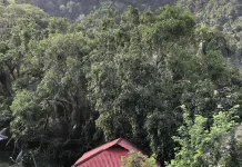 Musim Mangga Melimpah di Sangihe,  Kenali Khasiatnya