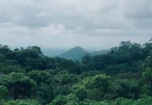Hari Hutan Hujan Sedunia diperingati 22 Juni