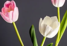 Bunga Tulip, Keindahan Bunga Ikonik Asal Belanda
