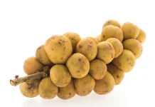 Manfaat Buah Langsat bagi Kesehatan Tubuh