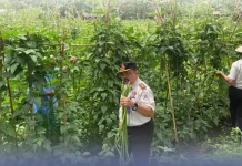 Semakin Produktif, Lapas Tahuna Panen 300 Ikat Kacang Panjang