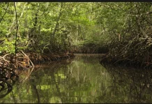 Menjaga Mangrove, Mengamankan Generasi Mendatang