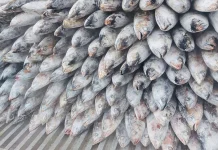 Ramai Dibicarakan Histamin pada Ikan Cakalang, Ini Faktanya!