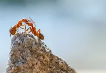 Peran Penting Semut Menjaga Kelestarian Alam