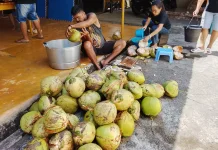 Lewo atau Kelapa Muda: Harta Karun Alami Khas Sangihe yang Penuh Manfaat