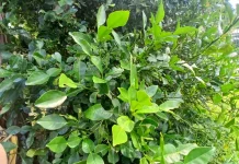 Daun Jeruk Purut dan Manfaatnya untuk Kesehatan.