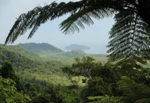 Hari Hutan Indonesia, Tingkatkan Kesadaran Pentingnya Jaga Kelestarian Hutan