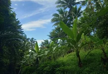 Cuaca Sangihe Diprakirakan Cerah hingga Cerah Berawan