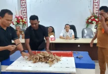 Harga Penawaran Tinggi, Lelang Walet Pulau Kalama 36 KG Batal Dilelang