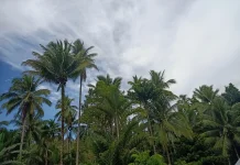 Cuaca Sangihe Diprakirakan Cerah hingga Cerah Berawan