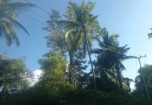 Sangihe Diprediksi Cerah Berawan, Risiko Karhutla Perlu Diwaspadai