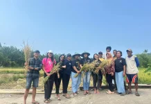 Generasi Muda Dorong Keberlanjutan Pertanian Kampung Tarolang Sangihe