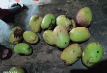 Buah Barunu, Buah Lokal Kaya Manfaat yang Mulai Jarang Dikenal