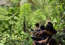 Wisata Pengamatan Burung Sangihe Tetap mempertahankan Kelestarian Hutan