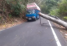 Pohon Tumbang Tutupi Sebagian Badan Jalan Tahuna-Manganitu, Pengendara Waspada