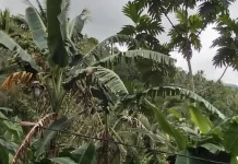 BMKG  : Cuaca Sangihe Masih Potensi Berawan dan Hujan