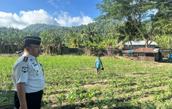 Kalapas Tahuna Tinjau Lahan Pertanian , Dukung  Ketahanan Pangan