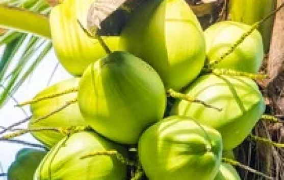 Manfaat Buah Kelapa Hijau untuk Kesehatan Tubuh