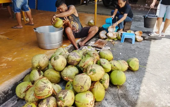 Lewo atau Kelapa Muda: Harta Karun Alami Khas Sangihe yang Penuh Manfaat