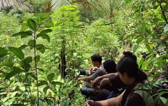 Wisata Pengamatan Burung Sangihe Tetap mempertahankan Kelestarian Hutan