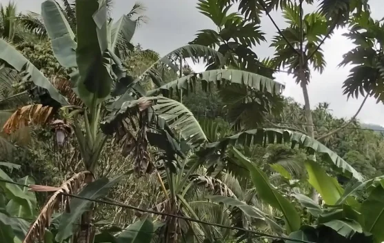 BMKG  : Cuaca Sangihe Masih Potensi Berawan dan Hujan