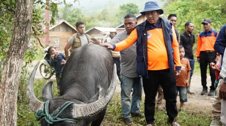 331 Sapi dan Kerbau Bantuan Presiden Disalurkan di Aceh Tengah
