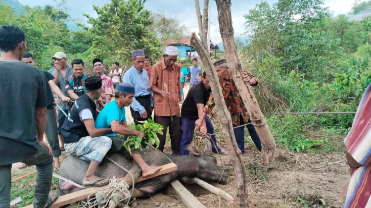 Warga Wih Dusun Jamat Rayakan Megang, Besok Sholat Idulfitri di Pengungsian