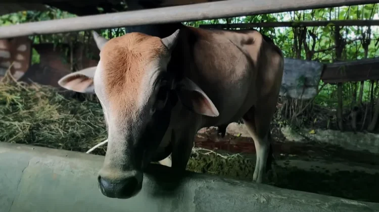 Pemda Bener Meriah Bagikan Daging Meugang Bantuan Presiden
