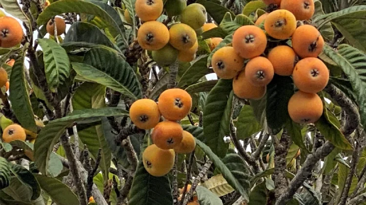 Biwa (Loquat): Buah Eksotis Kaya Manfaat yang Mulai Dilirik