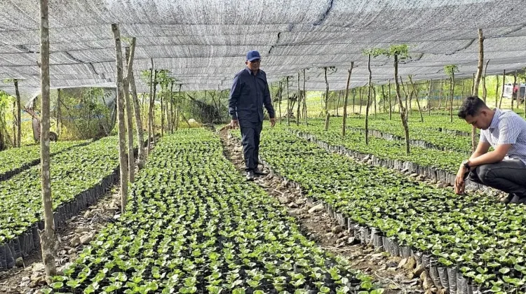 Bupati Gayo Lues Ajak Warga Tanam Kopi di Lahan Tidur