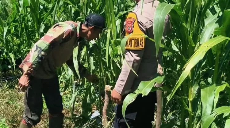 Polsek Mesidah Data Lahan Pekarangan Bergizi