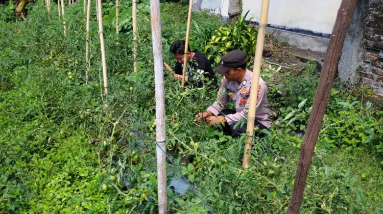 Dukung Ketahanan Pangan,  Polsek Bukit Data lahan Produktif