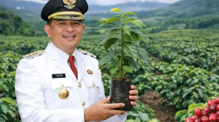Bupati Gayo Lues Tanam Kopi, Dorong Kemandirian dan Semangat Petani