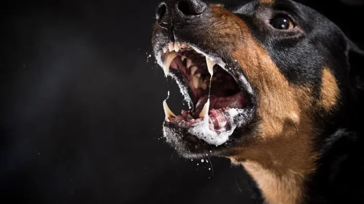 Aceh di Ambang Darurat Rabies, Kasus Gigitan Hewan Terus Meningkat