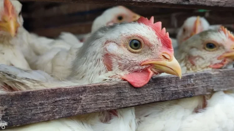 Harga Ayam Potong di Aceh Tengah Masih Stabil Tinggi Pasca Bencana 26 November 2025