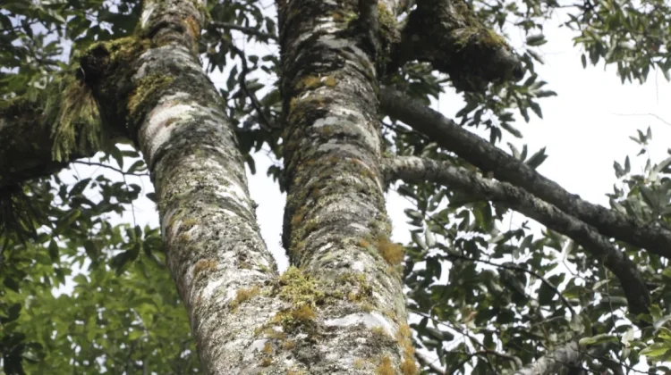 Depik dan Magnolia Banghamii: Dua Endemik Gayo yang Berjuang Bertahan