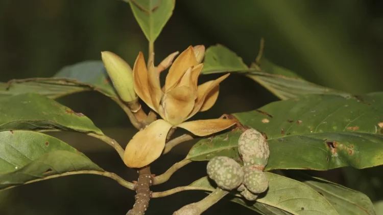 Depik dan Magnolia Banghamii: Dua Endemik Gayo yang Berjuang Bertahan