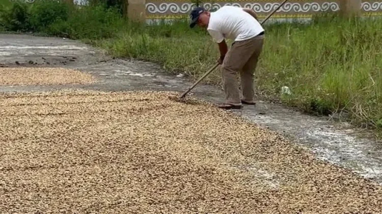 Kisah Kopi Gayo di Dataran Tinggi Pasca Bencana Hidrometeorologi