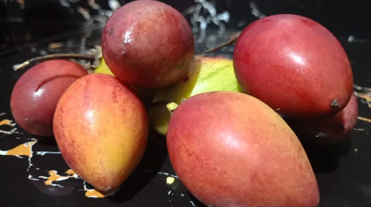 Manfaat Jus Buah Terong Belanda untuk Kesehatan Tubuh