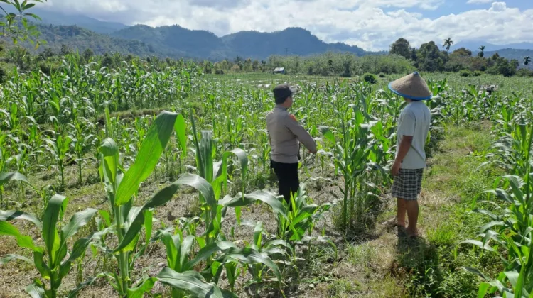 Dukung Ketahanan Pangan, Polsubsektor Gajah Putih Data Lahan Produktif