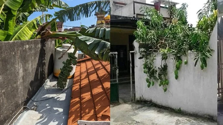 Buah yang Menjalar ke Lahan Tetangga Milik Siapa?