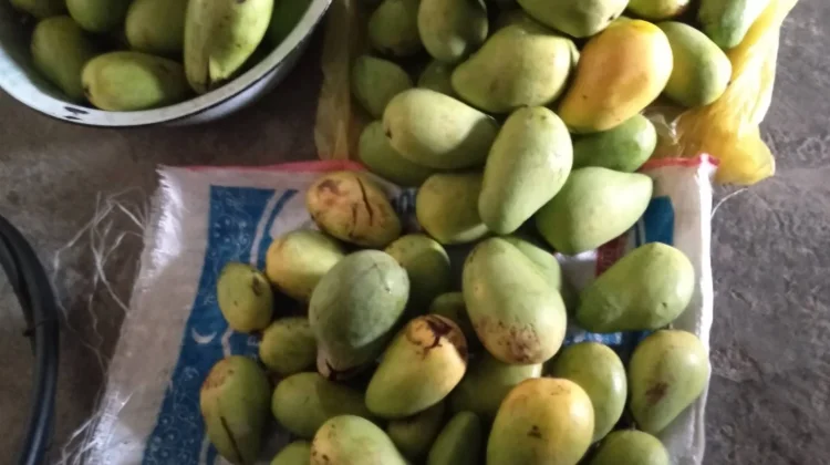 Tujuh Tips Memilih Mangga yang Manis