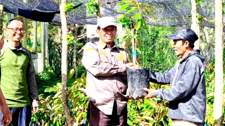 Wakil Bupati Gayo Lues Serahkan Bibit Durian untuk Kelompok Tani di Desa Palok