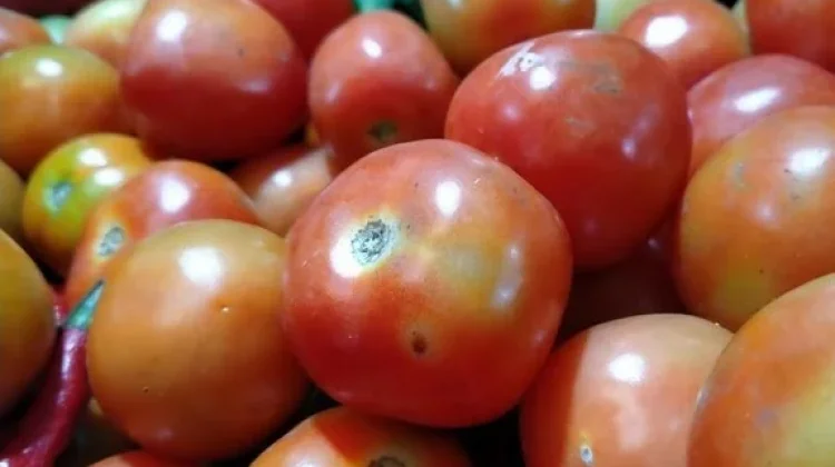 Jelang Iduladha, Harga Tomat  di Pasar Simpang Balik Tembus Rp20 Ribu per Kilogram