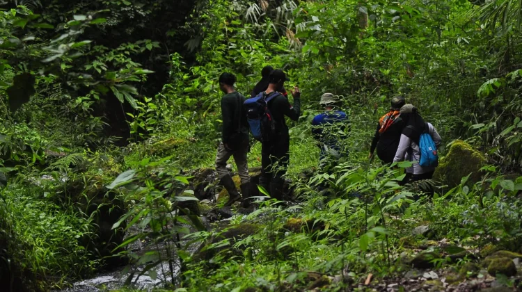 Suara Siamang di Hutan Gayo Kian Menghilang